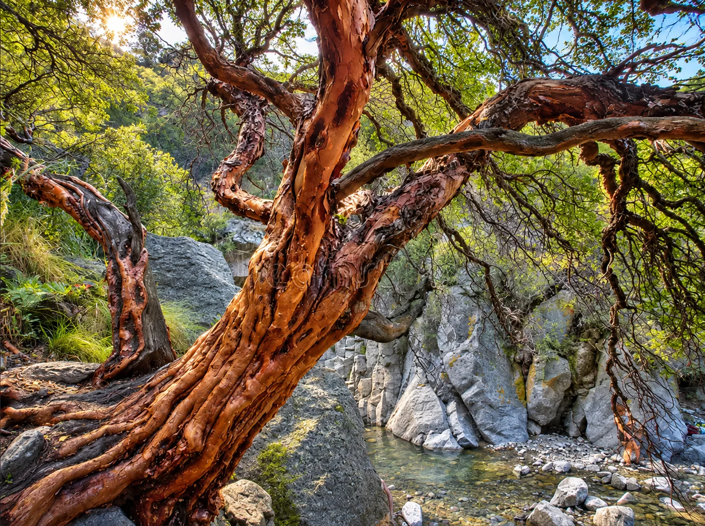 Bosque de tabaquillos en las Sierras de los Comechingones, Chumamaya